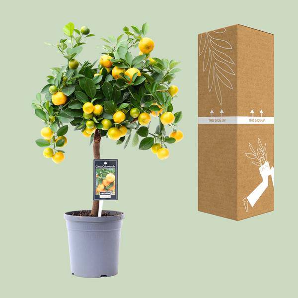 Orangenbaum - Zitrusfrucht Calamondin - Zimmerpflanze - Ø15cm - ↕45cm