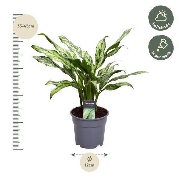 Aglaonema Juliette – Kolbenfaden – Zimmerpflanze – Tropische Blattschmuckpflanze – Pflegeleicht – Exotische Dekopflanze – ↕40cm – Ø12cm