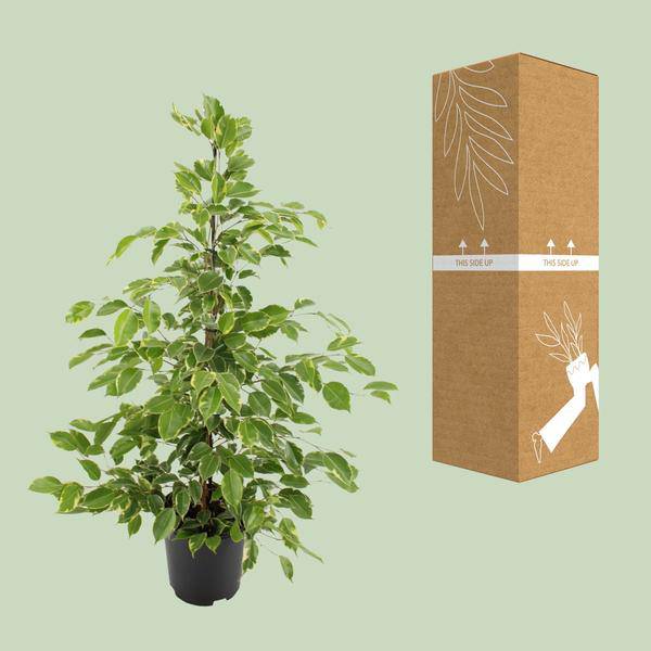 Birken-Feige Ficus benjamina Goldenking – Zimmerpflanze – Ø21cm – Ca. 95cm – Glänzende Blätter – Pflegeleicht – Für Halbschatten & Innenräume