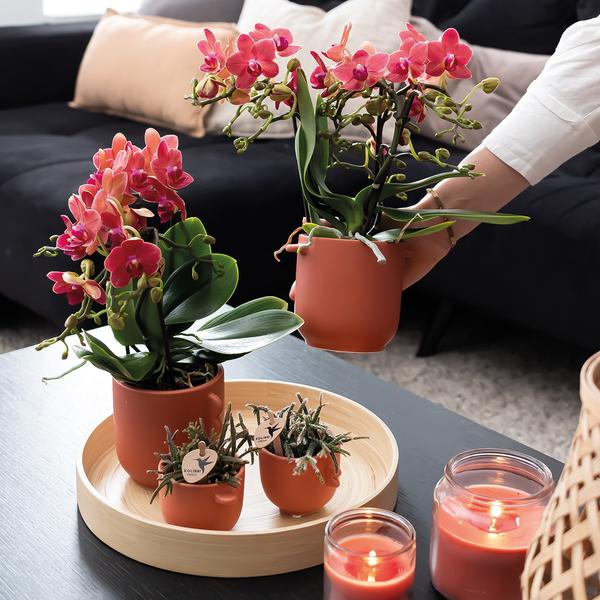 Rote Phalaenopsis Orchideen - Kongo - Topfgröße Ø9cm - blühende Zimmerpflanze - 2 Stück