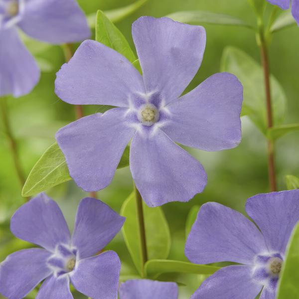Kleines Immergrün - Vinca minor - ↕10-25cm - Ø9cm - 40 Stück