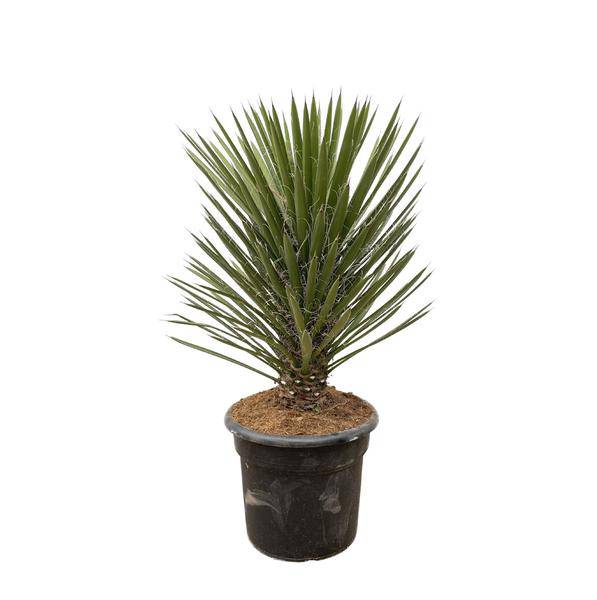 Australische Faserpalme - Yucca Filifera Australis - Zimmerpflanze - 100cm - ø30cm