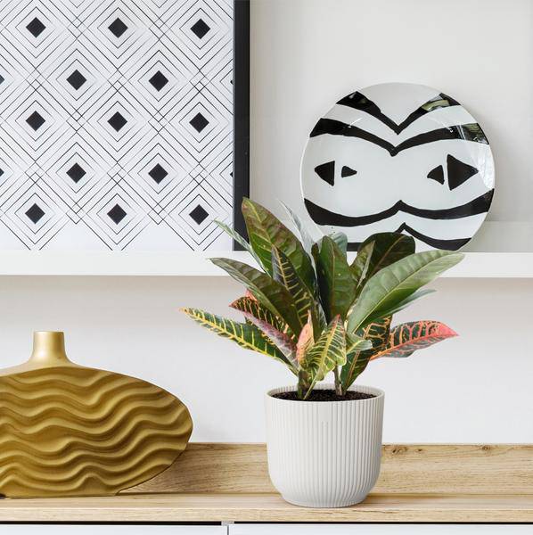 Codiaeum variegatum 'Petra' – Wunderstrauch – Buntblättrige Zimmerpflanze – Exotische Dekopflanze – Pflegeleicht – ↕30cm – Ø12cm