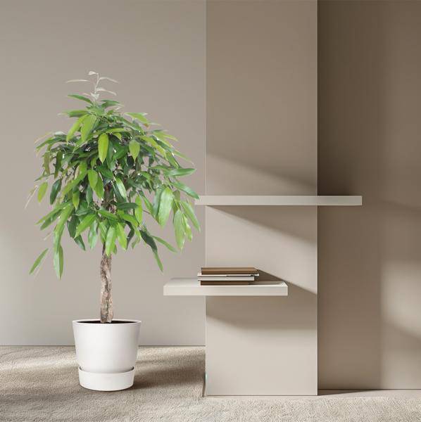 Ficus Amstel King – Schmalblättriger Gummibaum – 140 cm hoch – Ø30 cm – Zimmerpflanze mit geflochtenem Stamm – Pflegeleicht & luftreinigend – Ideal für Wohnzimmer & Büro