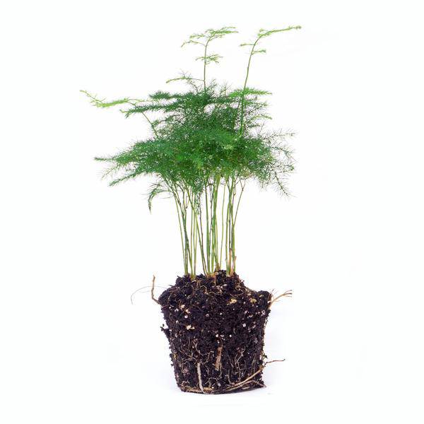 Zierspargel - Asparagus Setaceuse Plumosus - Terrarienpflanze - Topfgröße 6