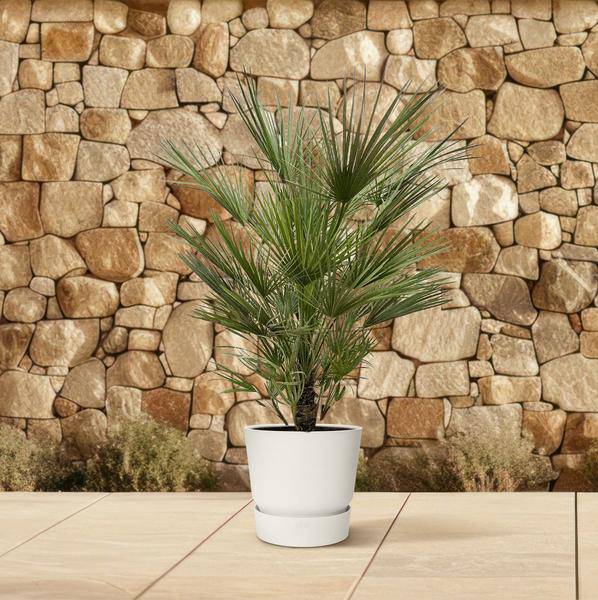 Grüne Zwergpalme - Chamaerops Humilis - Zimmerpflanze - 150cm - ø30cm