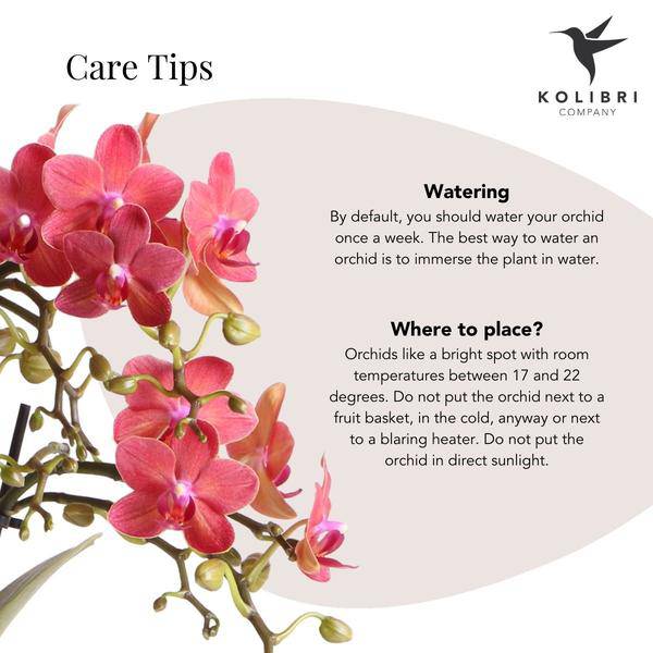 Phalaenopsis Orchidee Congo Rosa – Blühende Zimmerpflanze 35-45cm inkl. Ziertopf Diabolo Travertin Ø9cm – Elegante Orchidee mit 2–3 Zweigen – Dekorative Blütenpflanze für Wohnzimmer & Büro