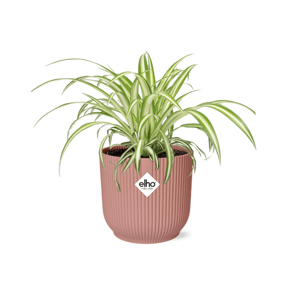 Grünlilie - Chlorophytum Comosum Variegatum - Zimmerpflanze + Topf Vibes Fold 14cm Rosa