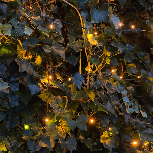 Hedera Hibernica – Efeu Fertighecke – Höhe ca. 150cm – Dichte Sichtschutzhecke – Sofortiger Sichtschutz für Garten & Terrasse