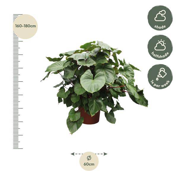 Herzblatt - Homalomena Rubescens Maggy - Zimmerpflanze - 170cm - ø60cm