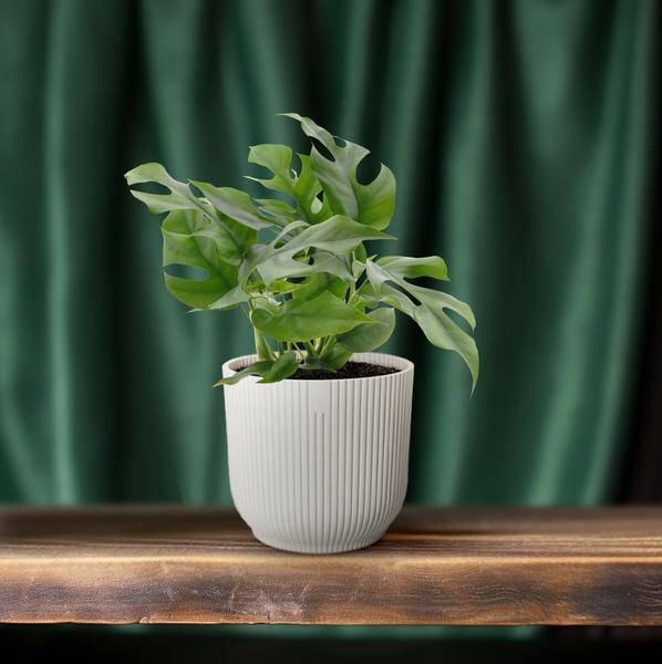 Fensterblatt - Monstera Minima - Zimmerpflanze - Ø12cm - ↕25cm