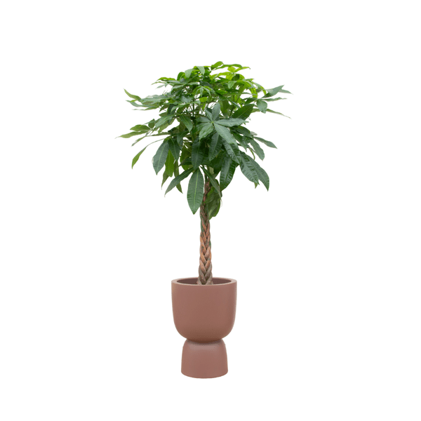 Pachira Aquatica - Glückskastanie - Zimmerpflanze - Ø41cm - ↨210cm + Topf Pure Coupe Braun