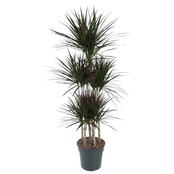 Drachenbaum - Dracaena Magenta Karussell - Zimmerpflanze -150cm - ø31cm