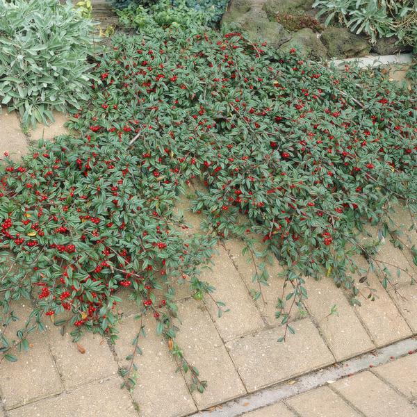Teppich-Zwergmispel - Cotoneaster dammeri - ↕10-25cm - Ø9cm - 40 Stück