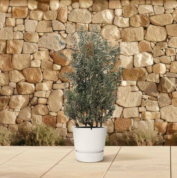Olivenbaum - Olea Europaea Strauch - 225cm - Ø50cm