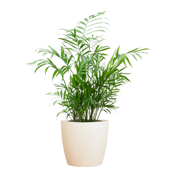 Chamadorea Elegans Mexikanische Bergpalme – Zimmerpflanze ca. 55cm – Ø17cm – Im nachhaltigen Viber Weiß Topf – Elegante, pflegeleichte Zimmerpalme