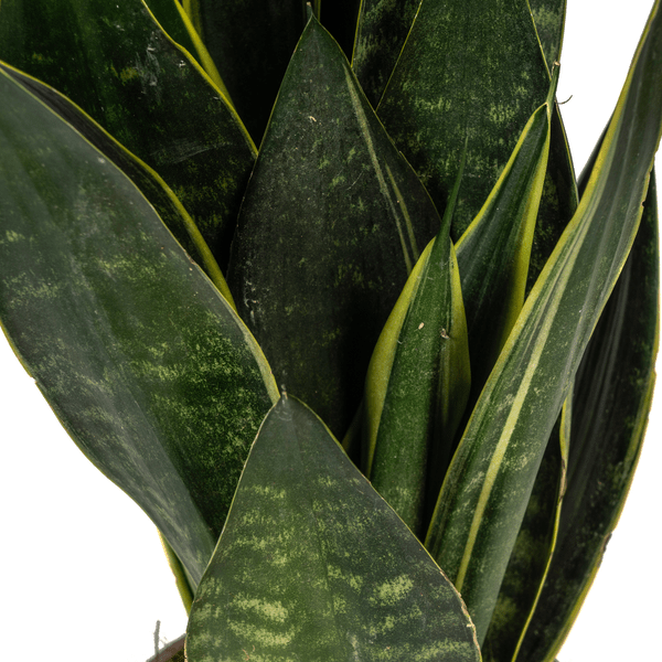 Sansevieria Trifasciata Futura Schwarz - Bogenhanf - Zimmerpflanze - Ø17cm - ↕45-55cm