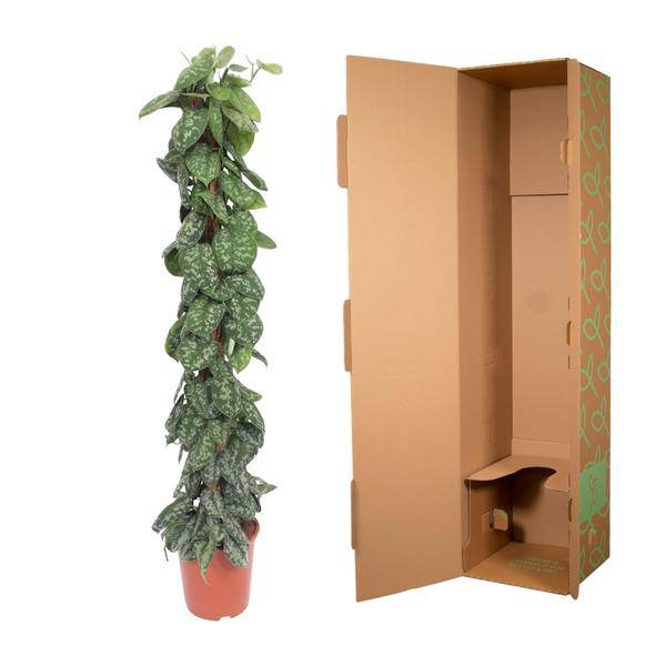 Gefleckte Efeutute – Scindapsus Pictus Trebie – Zimmerpflanze 160cm – Ø27cm – Moosstock-Kletterpflanze mit silber gemusterten Blättern – Pflegeleichte Kletterpflanze für Wohnzimmer & Büro