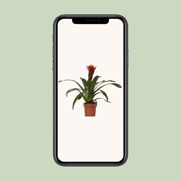 Bromelie - Guzmania Happiness - Zimmerpflanze - Ø12cm ↕45cm