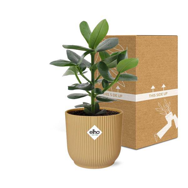 Balsamapfel - Clusia Princess - Zimmerpflanze + Topf Vibes Fold 14cm Gelb