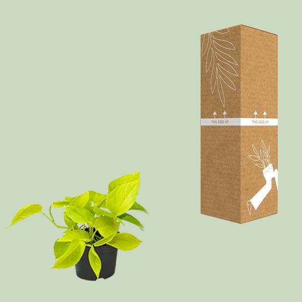 Efeutute Epipremnum Golden Pothos – Ø12cm x H15cm – Herzförmige Blätter mit goldgelber Zeichnung – Pflegeleichte Zimmerpflanze – Für Halbschatten