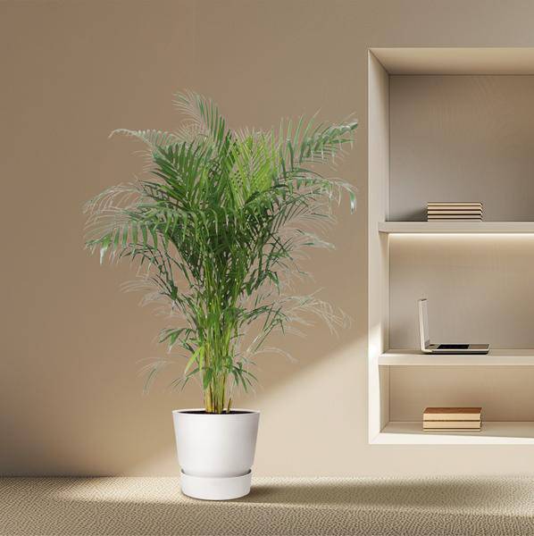 Goldfruchtpalme Dypsis Lutescens – Areca-Palme – 150cm hoch – Ø30cm – Tropische Zimmerpflanze mit federartigen Blättern – Pflegeleicht & dekorativ – Für Wohnzimmer, Büro & Innenräume