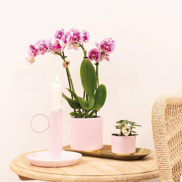 Phalaenopsis Orchideen El Salvador Lila – Zimmerpflanzen – 4 Orchideen – Ø9cm – mit 2-3 Zweigen – edle Orchidee in Diamond-Linie