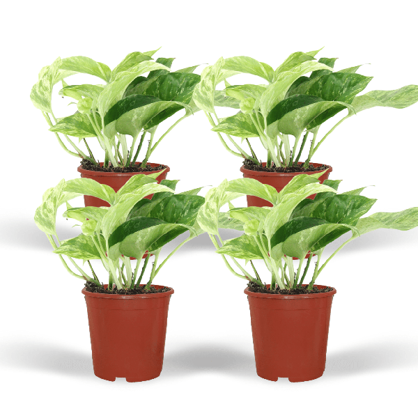 Efeutute - Epipremnum Marble Queen - Ø12cm - ↕15cm - 4 Stück