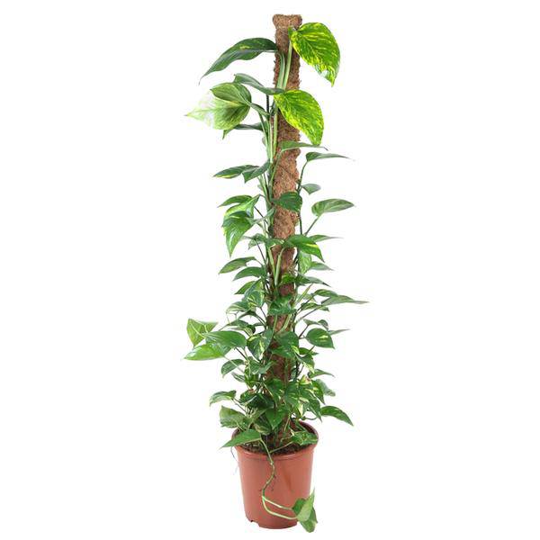 Efeutute - Epipremnum Pinnatum Moosstock - Zimmerpflanze - 150 cm - ø27cm