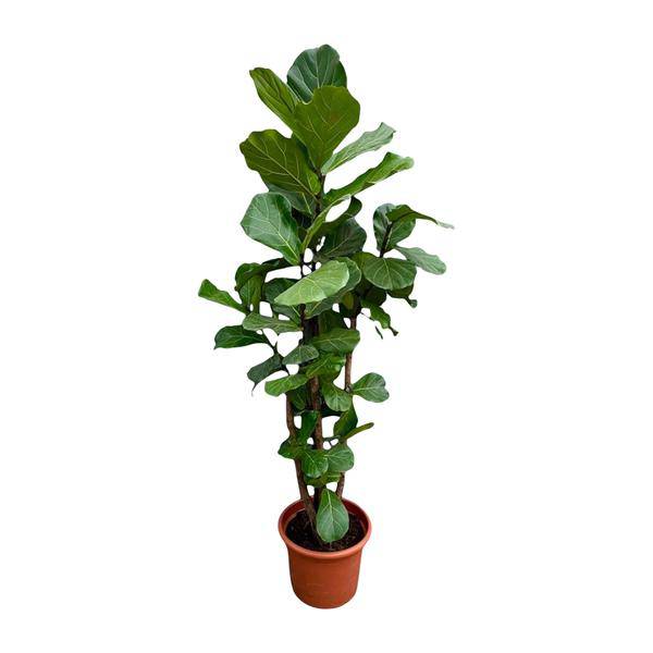 Geigen-Feige – Ficus Lyrata – Zimmerpflanze 220cm – Ø40cm – XXL-Designpflanze mit großen geigenförmigen Blättern – Exklusive Kübelpflanze für Wohnzimmer, Büro & Wintergarten – Pflegeleicht