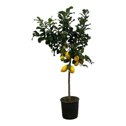 Zitronenbaum – Citrus Lemon – Mediterrane Kübelpflanze für Balkon Terrasse Wintergarten – Ø24cm – ↕150cm