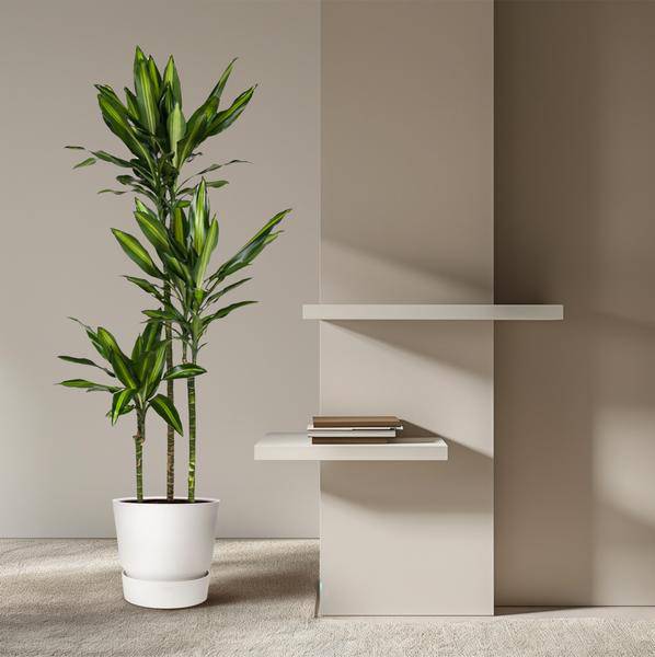 Drachenbaum - Dracaena Cintho - Zimmerpflanze - 160cm - ø24cm