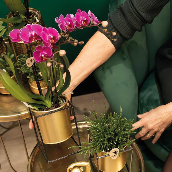 Überraschungsbox - 4 verschiedene Orchideen