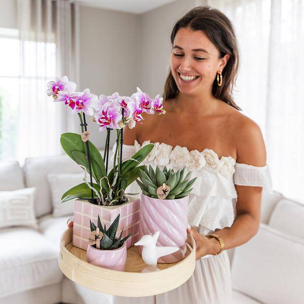 Rosa Phalaenopsis Orchidee mit Sukkulenten – Geschenkset Colourful Optimism – inkl. Keramik-Ziertöpfen, Ornament & Bambus-Dekoschale – Zimmerpflanzen-Set