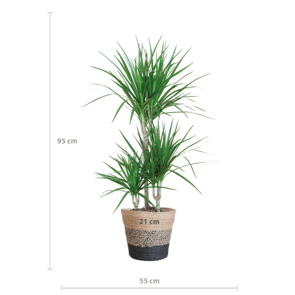 Dracaena Marginata – Drachenbaum – Zimmerpflanze ca. 95cm – ø21cm – inkl. Pflanzenkorb Lissabon Schwarz – Pflegeleichte Grünpflanze im Jute-Korb für Wohnzimmer & Büro