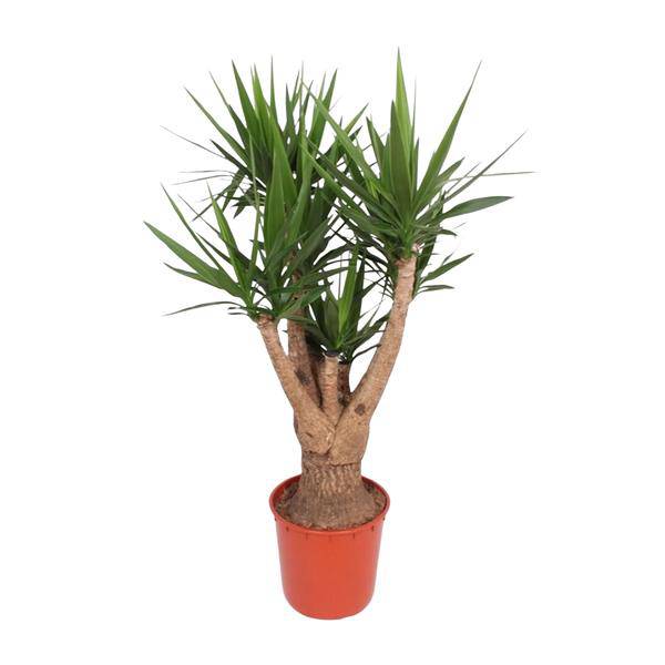 Riesen-Palmlilie - Yucca Elephantipes - Zimmerpflanze - 160cm - ø32cm