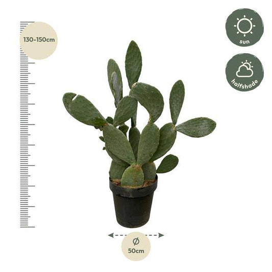 Opuntia Ficus Indica – Feigenkaktus – Große Zimmer- & Gartenpflanze – ↕140cm – Ø50cm – Pflegeleichter Kaktus mit gelben Blüten – Sukkulente für sonnige Standorte