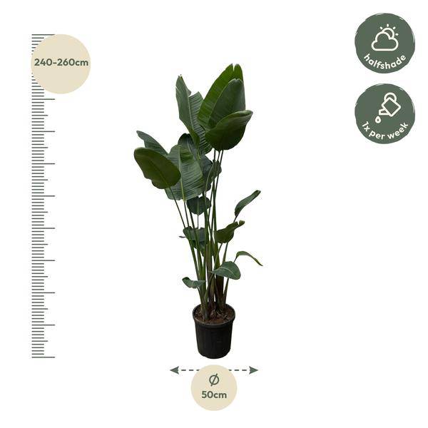 Strelitzia Nicolai - Baumstrelitzie - Zimmerpflanze - 250 cm - ø50cm