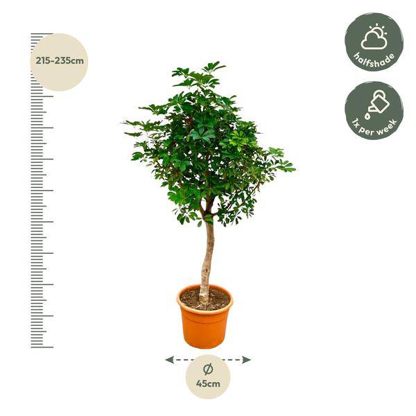 Strahlenaralie – Schefflera auf Stiel – Zimmerpflanze 210cm – Ø45cm – Immergrüne XXL-Grünpflanze mit handförmigen Blättern – Tropische Kübelpflanze für Wohnzimmer & Büro – Pflegeleicht