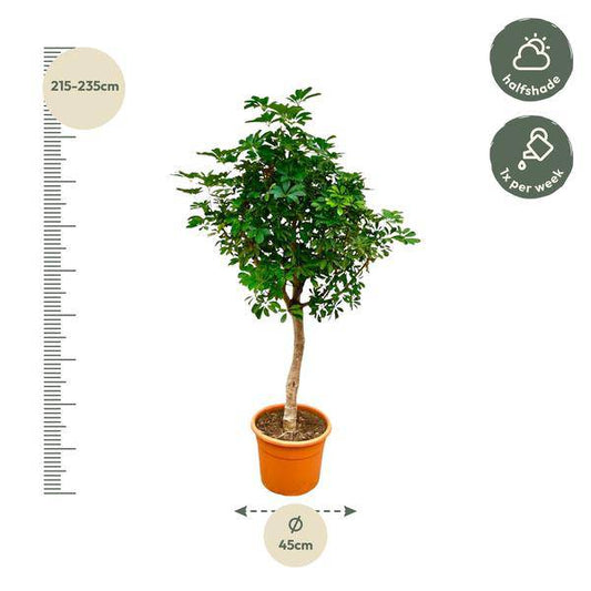 Strahlenaralie – Schefflera auf Stiel – Zimmerpflanze 210cm – Ø45cm – Immergrüne XXL-Grünpflanze mit handförmigen Blättern – Tropische Kübelpflanze für Wohnzimmer & Büro – Pflegeleicht