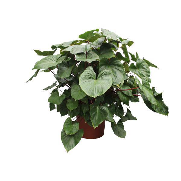 Herzblatt Homalomena Rubescens Maggy – 170cm hoch – Ø60cm – Tropische Zimmerpflanze mit großen herzförmigen Blättern – Pflegeleicht & dekorativ – Für Wohnzimmer, Büro & Innenräume