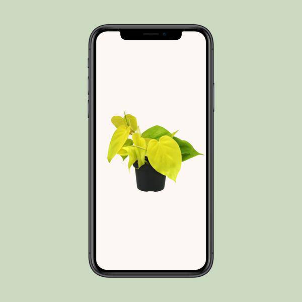 Baumfreund - Philodendron Lime - Zimmerpflanze - Ø12cm - ↕20cm