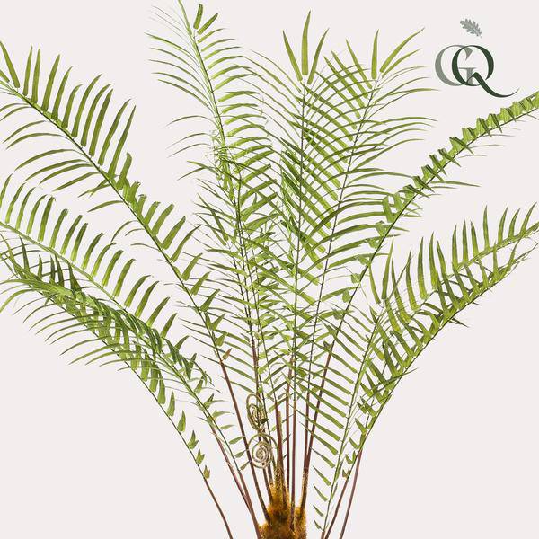 Kunstpflanze Baumfarn – künstlicher Farnbaum – ca. 125cm hoch – naturgetreue Zimmerpflanze für Wohnzimmer, Büro & Deko