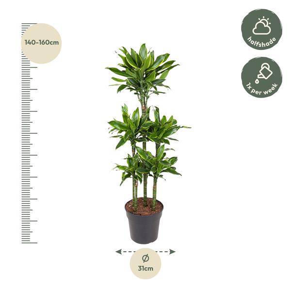 Drachenbaum - Dracaena Golden Coast Karussell - Zimmerpflanze - 150 cm - ø31cm
