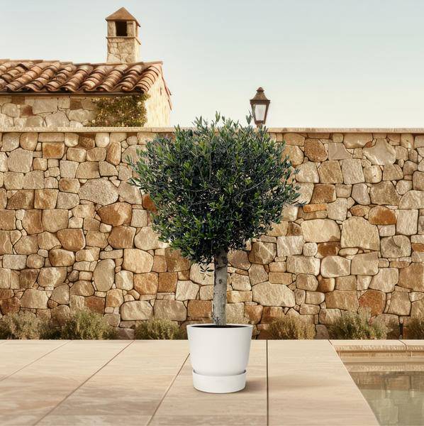 Olivenbaum - Olea Europaea Lorc - 180cm - Ø50cm