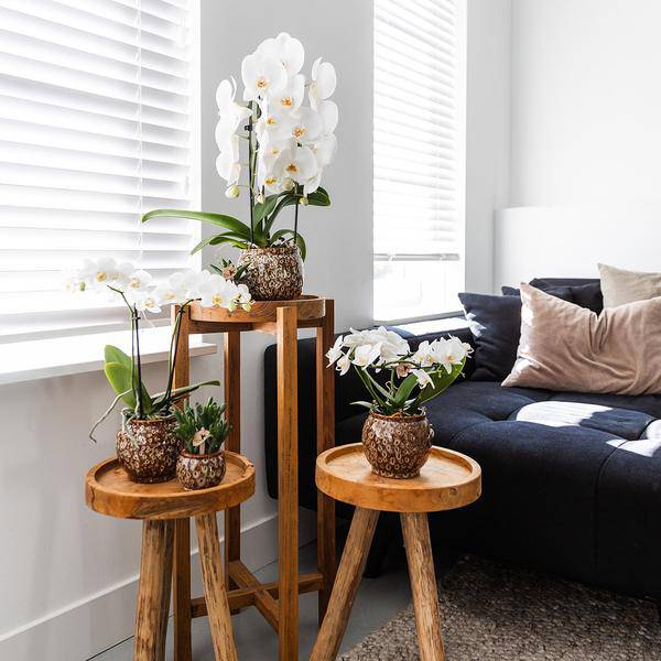 Safari Topf – Dekorativer Keramiktopf – Handgefertigter Blumentopf – Stilvolles Pflanzgefäß für Zimmerpflanzen – Ø12cm