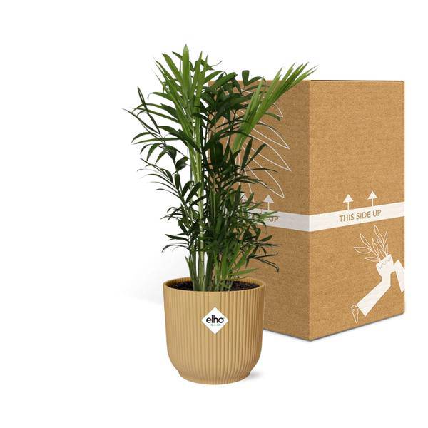 Bergpalme - Chamaedorea Elegans - Zimmerpflanze + Topf Vibes Fold 14cm Gelb
