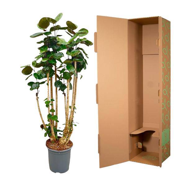 Fiederaralie - Polysicas Fabian - Zimmerpflanze - 160cm - ⌀30cm