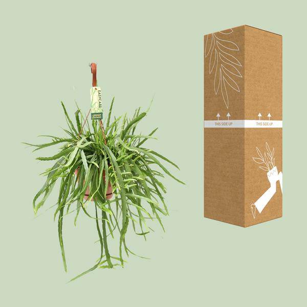 Blattkaktus - Lepismium Bolivianum - Zimmerpflanze - Ø17cm - ↕55cm