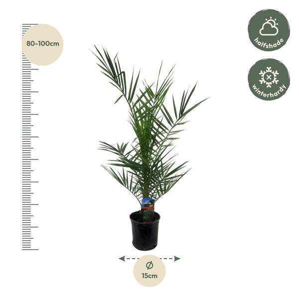 Phoenix Canariensis – Kanarische Dattelpalme – Exotische Zimmer- und Kübelpflanze – Palme für Garten, Terrasse & Wohnung – Ø15cm – ↕80cm